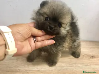 Pomerania perros Lulú de pomerania - Anuncio 20
