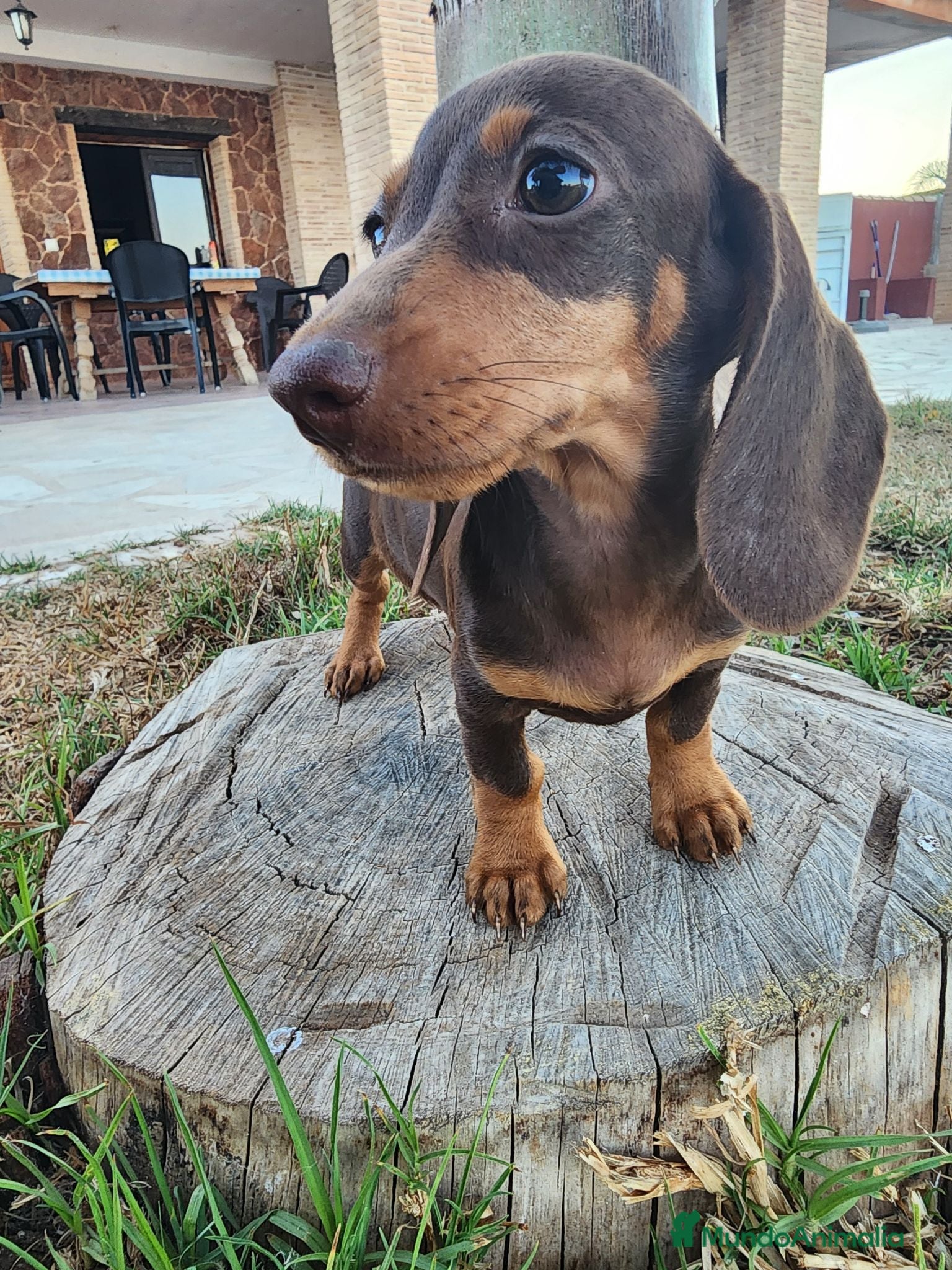 Teckel perros Teckel kanichen chocolate precio real. - Anuncio 4
