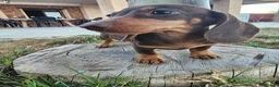 Teckel perros en venta: Teckel kanichen precio real. - Anuncio 1