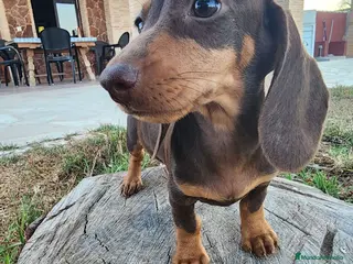 Teckel perros Teckel kanichen precio real. - Anuncio 1