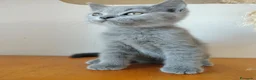 Británico de Pelo Corto gatos en venta: British pelo corto - Anuncio 3