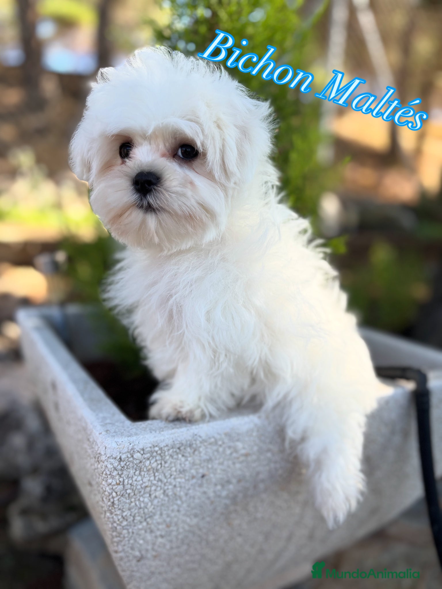 Bichón Maltés perros Bichon Maltés línea americana y coreana y la  - Anuncio 3
