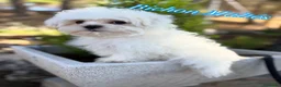 Bichón Maltés perros en venta: Bichon Maltés línea americana y coreana y la  - Anuncio 1