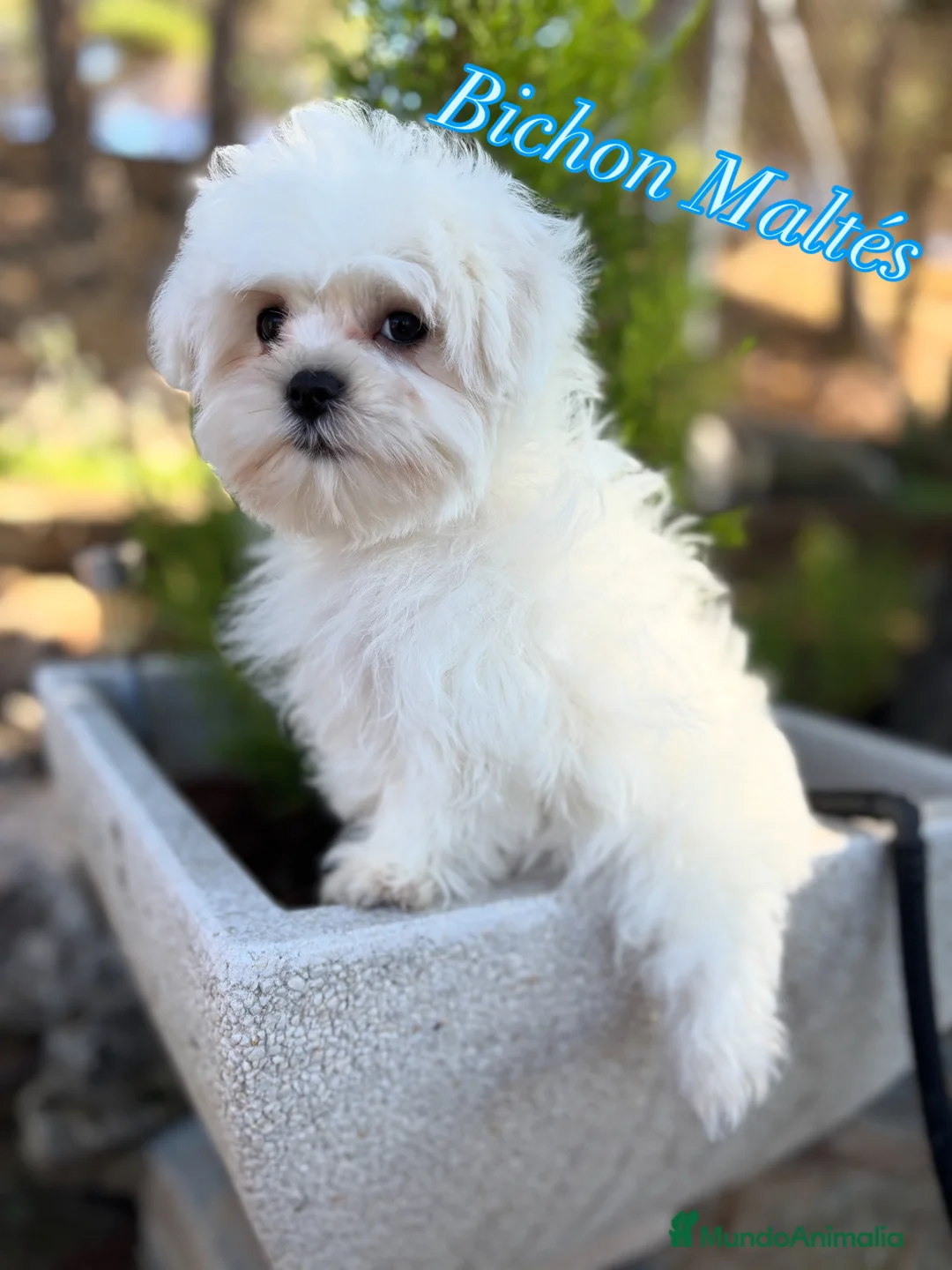 Bichón Maltés perros en venta: Bichon Maltés línea americana y coreana y la  - Anuncio 1