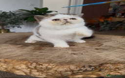 Exótico de Pelo Corto gatos en venta: Exótico Van - Imagen 2