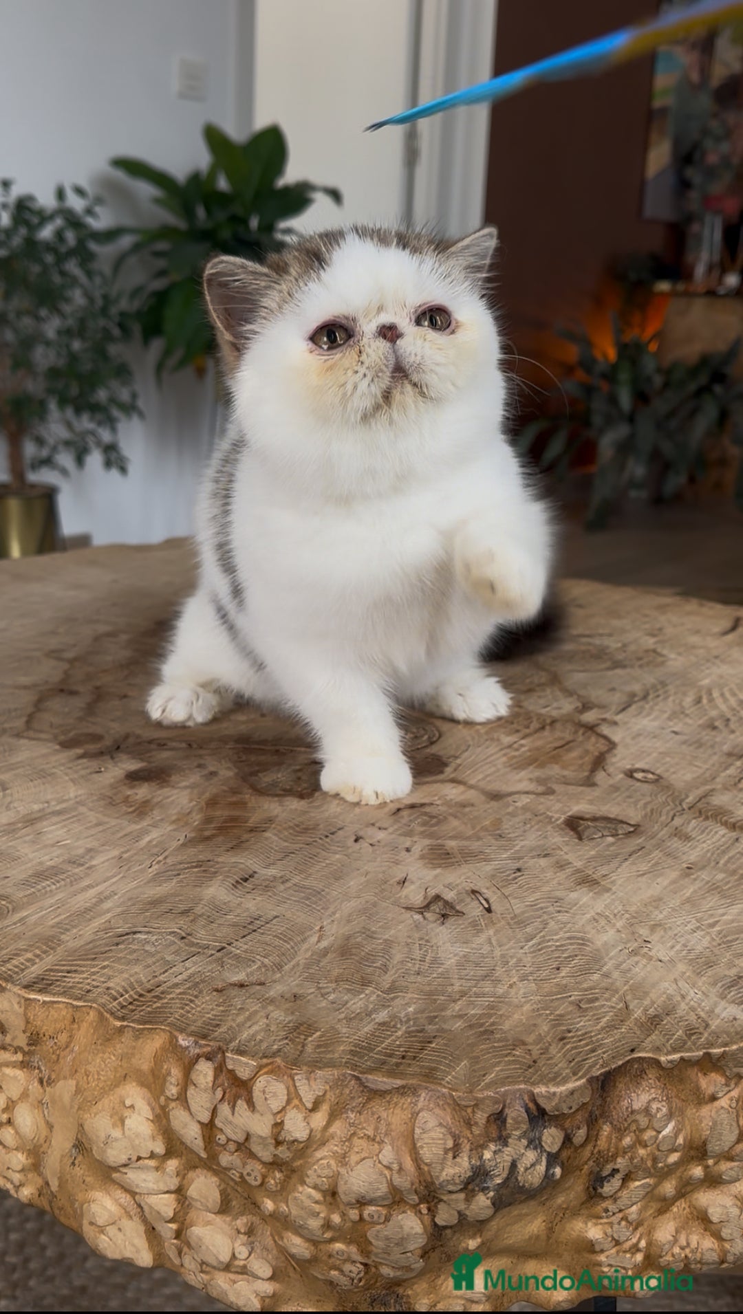 Exótico de Pelo Corto gatos en venta: Exótico Van - Imagen 2