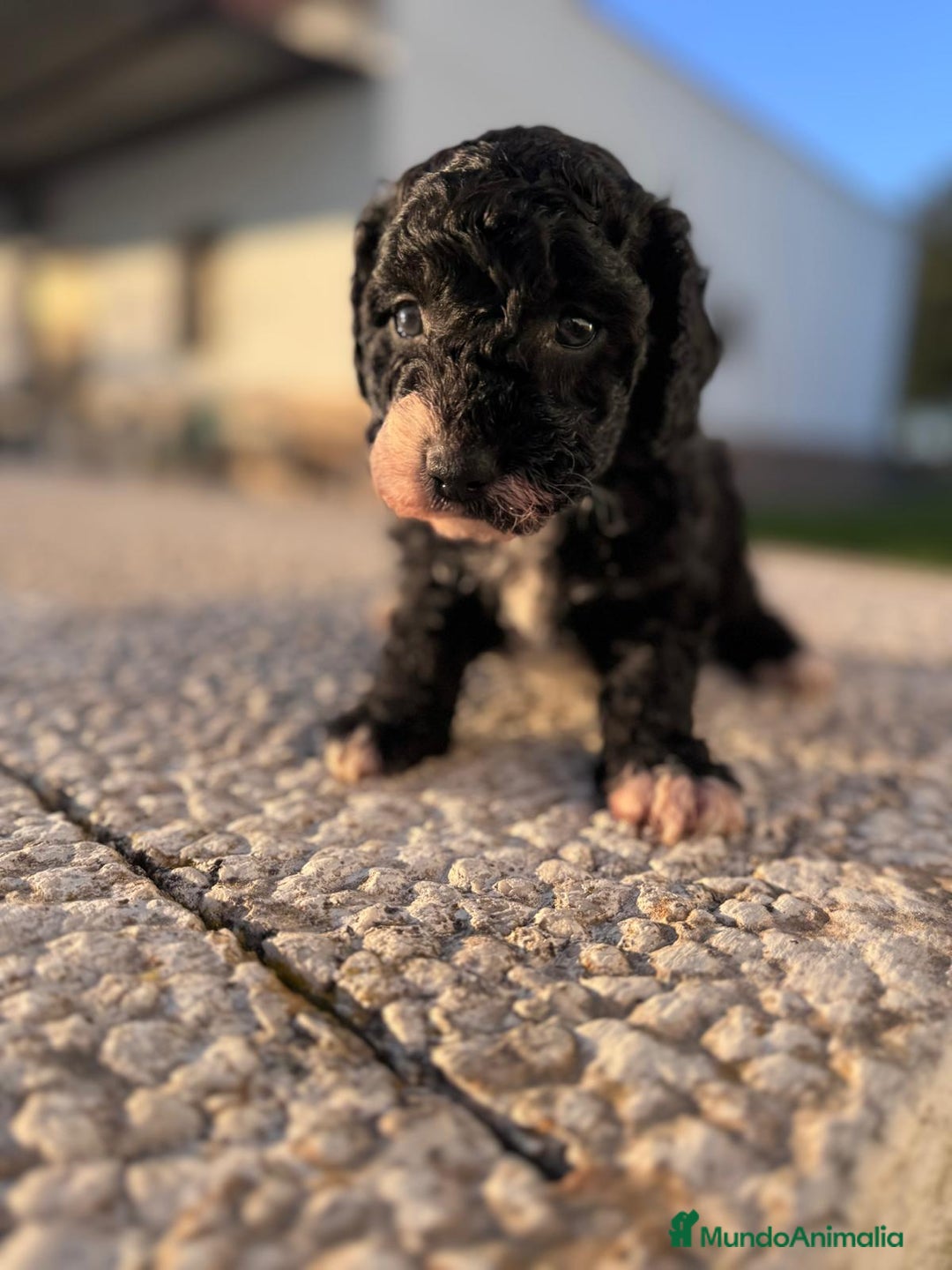 Perro de Agua Español perros en venta: PERRO DE AGUA HEMBRA RABONA - Anuncio 13