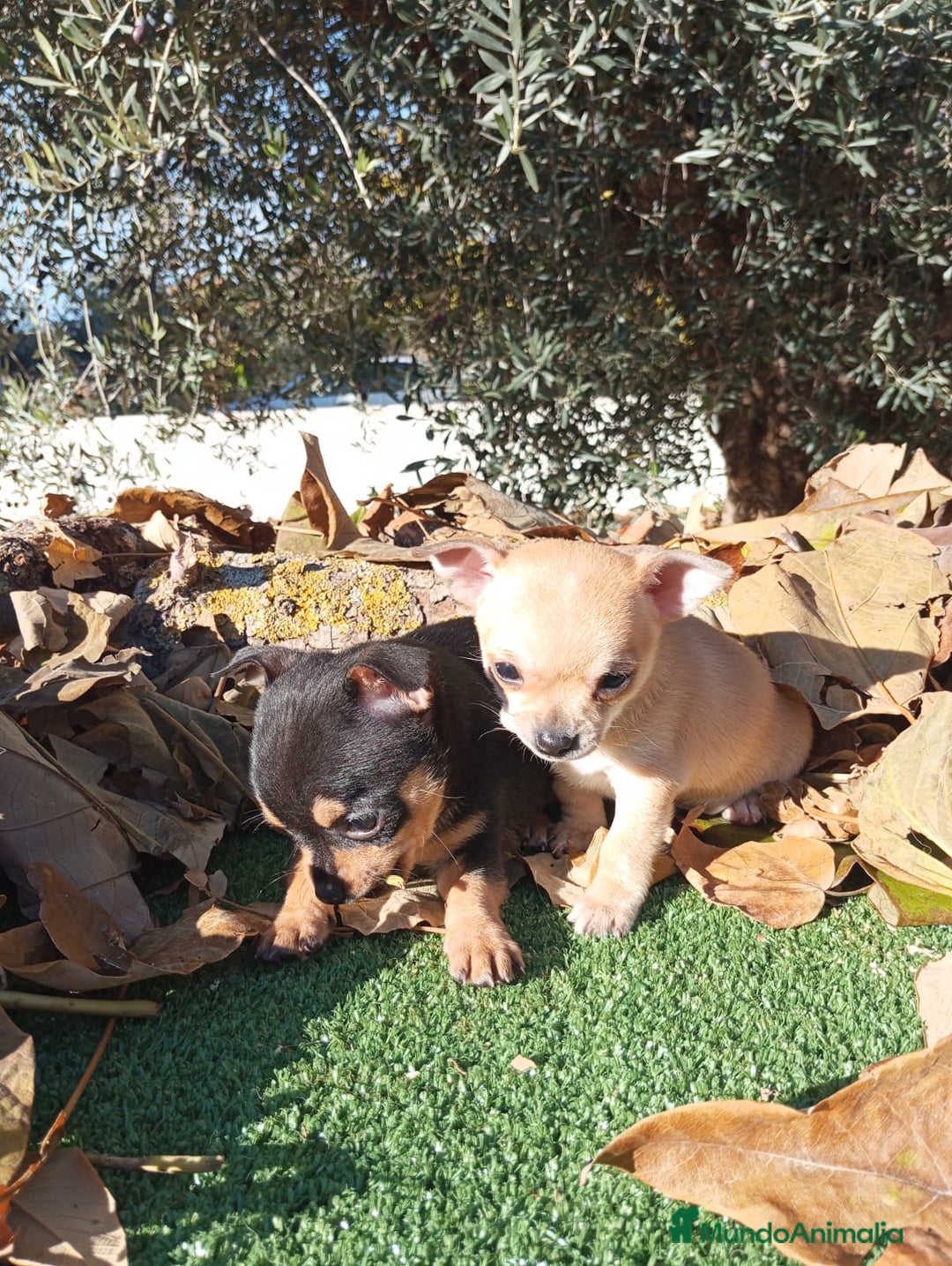 Chihuahua perros en venta: CHIHUAHUAS toy cabeza de manzana - Anuncio 18