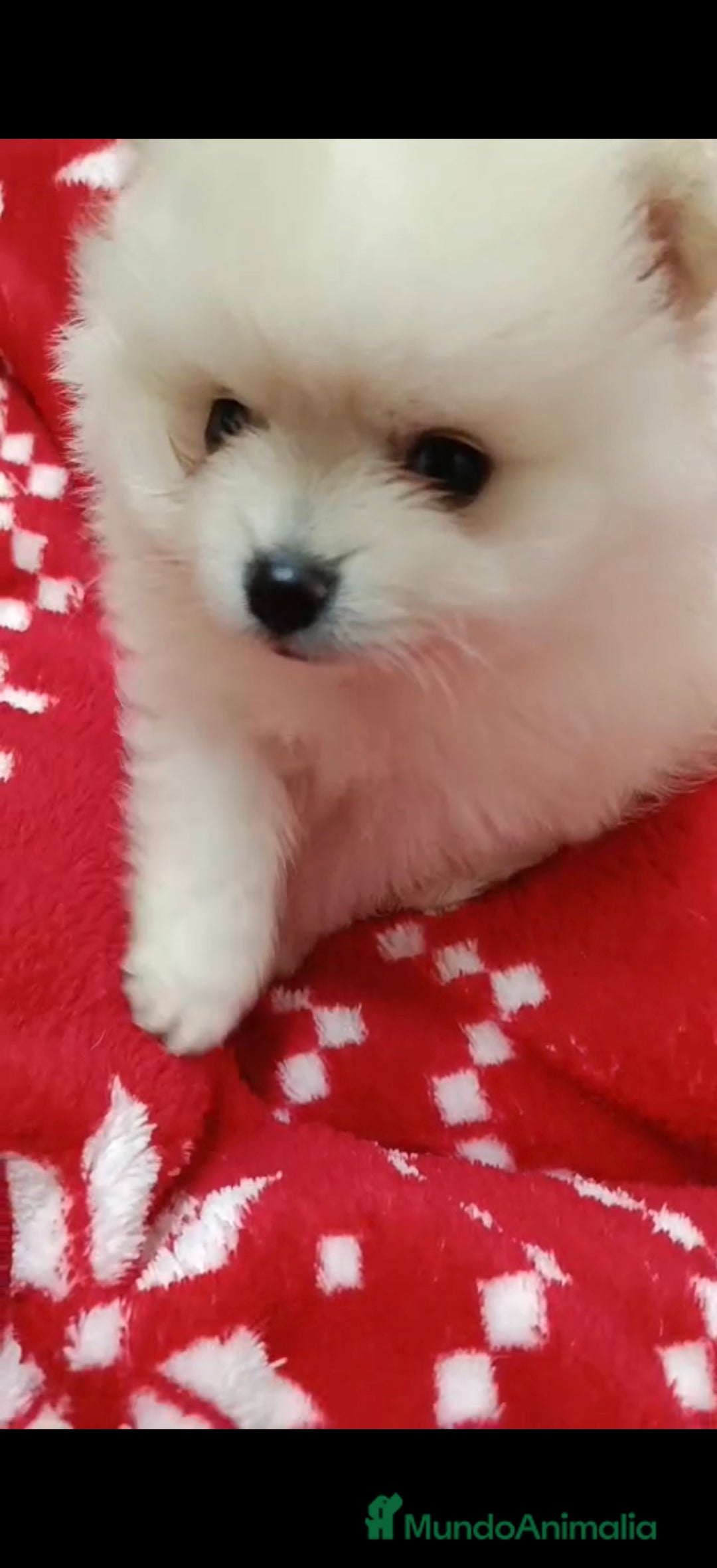 Pomerania perros en venta: Camada de Pomerania lista para Reyes - Anuncio 4