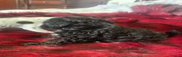 Maltipoo perros en venta: Maltipoo - Anuncio 2