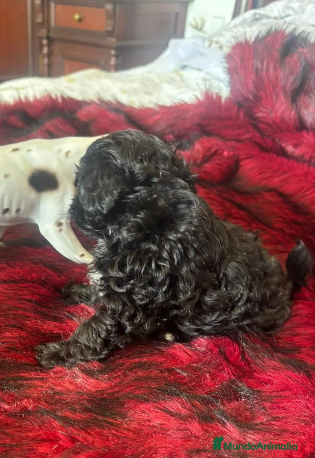 Maltipoo perros en venta: Maltipoo - Anuncio 2