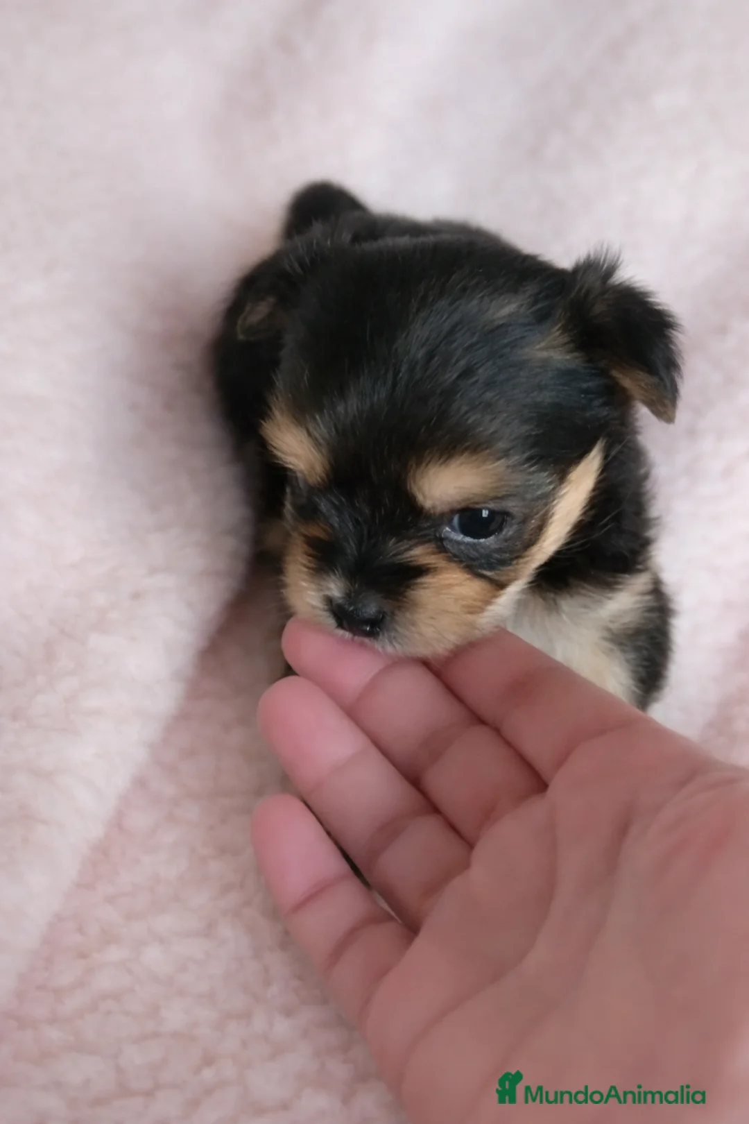 Morkie perros en venta: Cachorrita mini  es un peluche - Anuncio 2