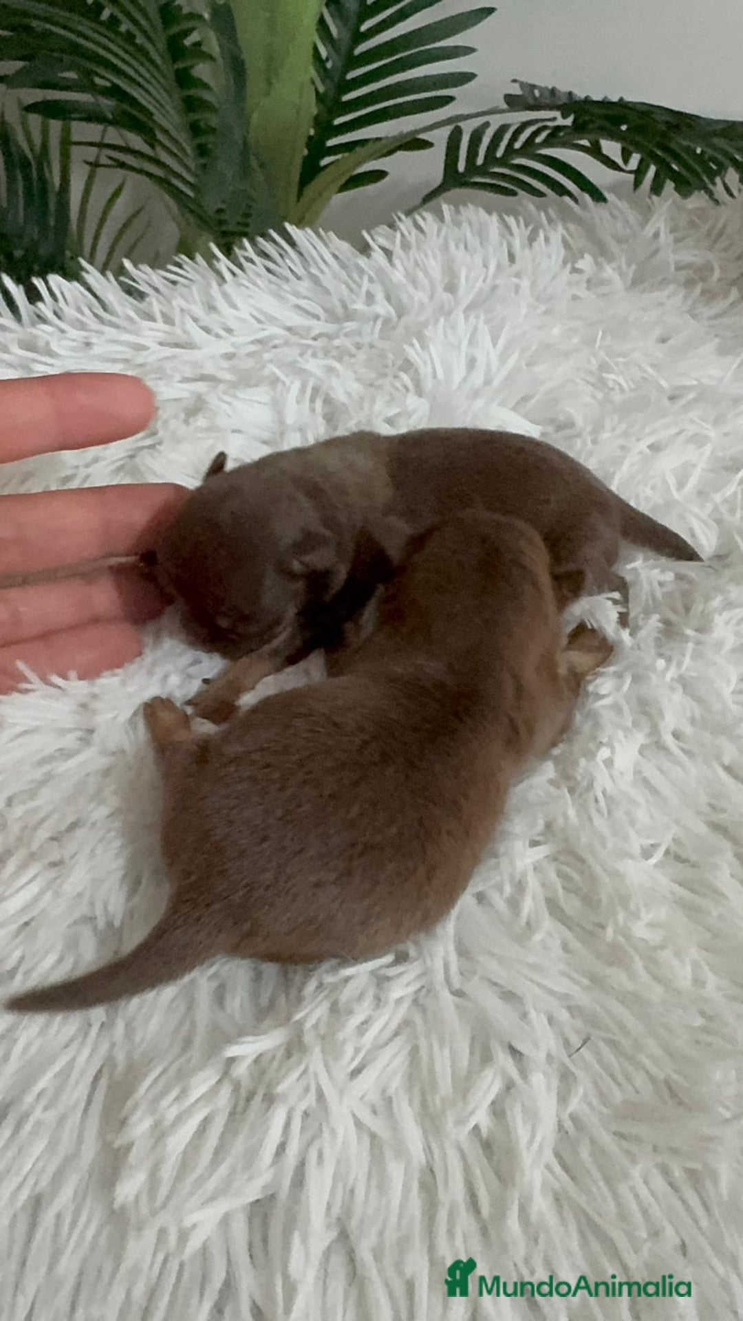 Chihuahua perros en venta: CHIHUAHUA CHOCOLATE AND TAN - Imagen 2
