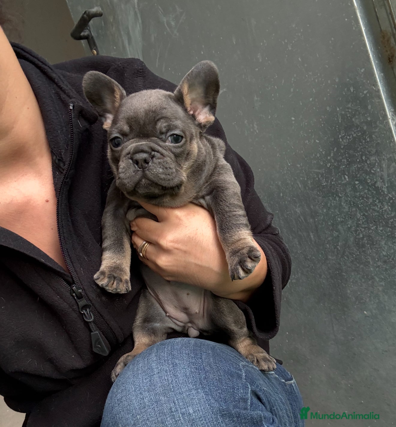 Bulldog Francés perros Hembra Blue Tan Bulldog Francés Exótico  - Anuncio 1