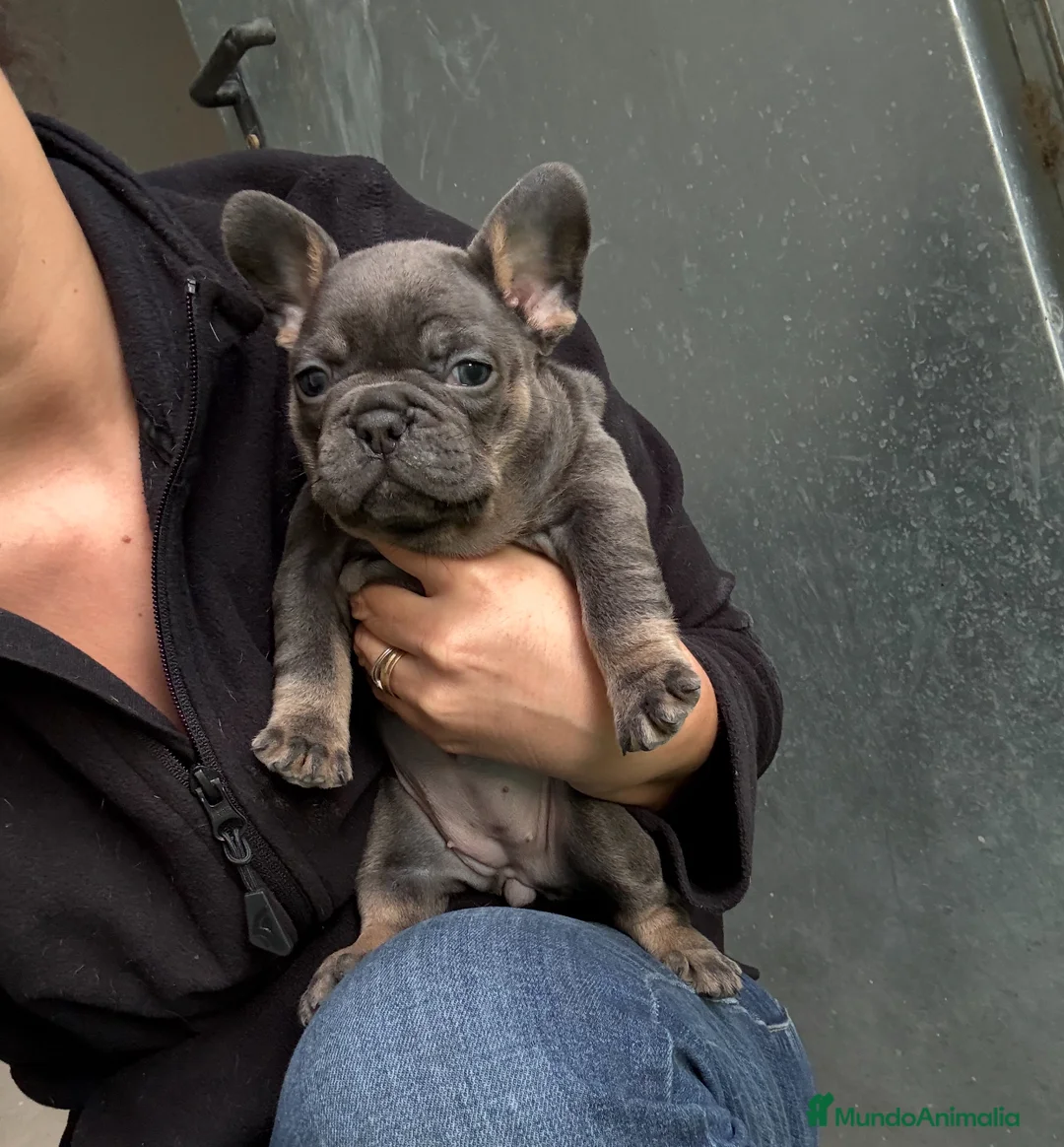 Bulldog Francés perros en venta: Hembra Blue Tan Bulldog Francés Exótico  - Anuncio 1