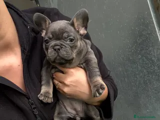 Bulldog Francés perros Hembra Blue Tan Bulldog Francés Exótico - Anuncio 5