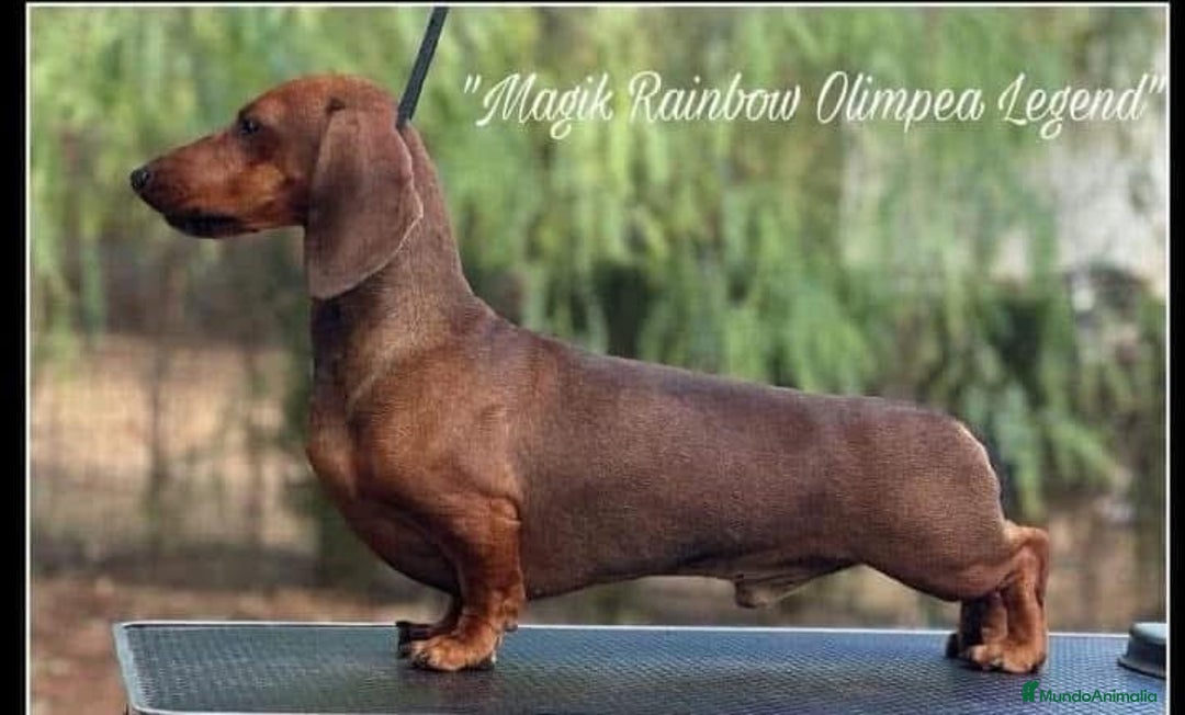 Teckel Miniatura perros en venta: Teckel mini Kaninchen Campeón del Mundo - Anuncio 9