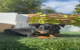 Pinscher Miniatura perros en venta: PINSCHER MINIATURA - Anuncio 14