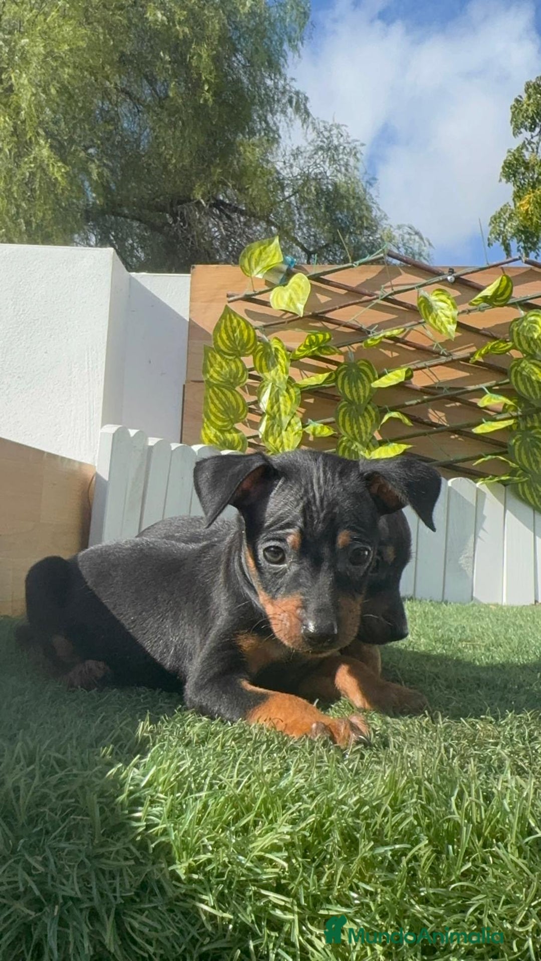 Pinscher Miniatura perros en venta: PINSCHER MINIATURA - Anuncio 14