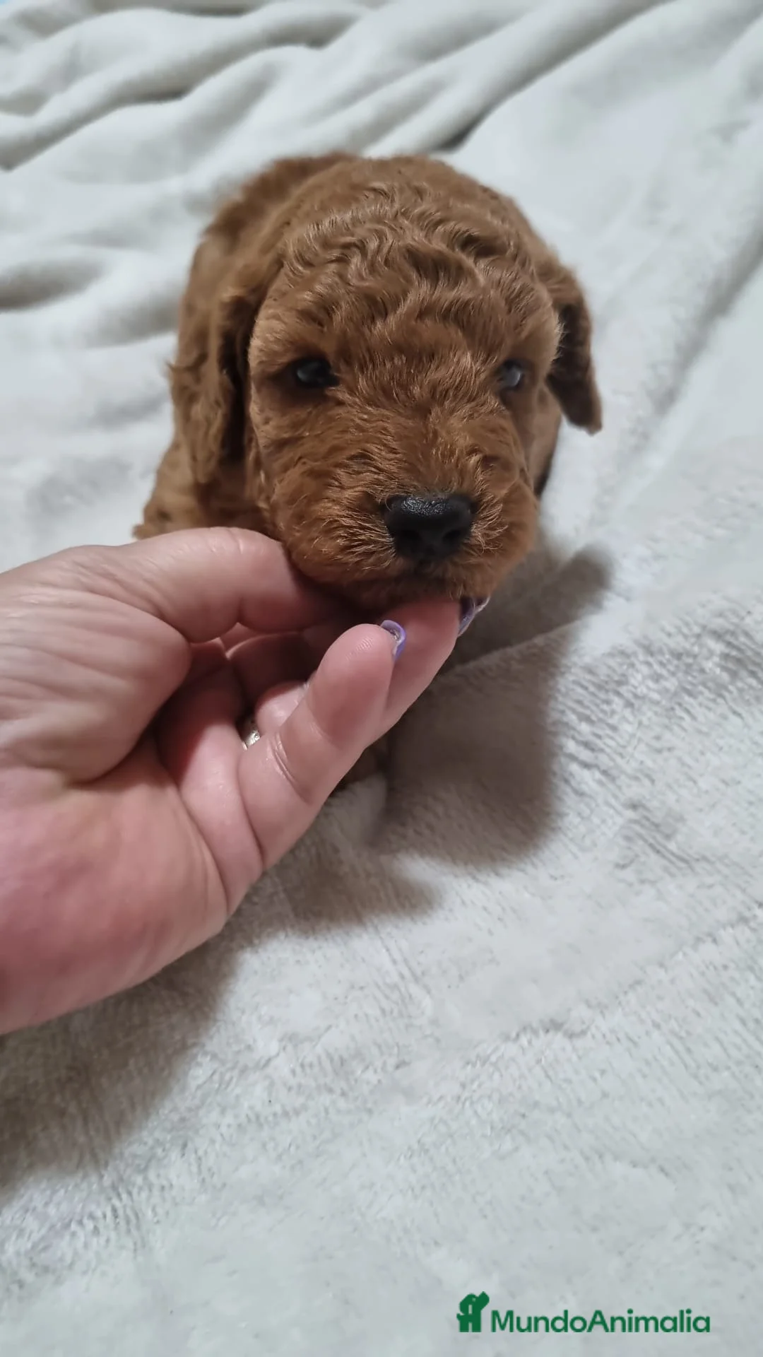 Caniche Toy perros en venta: Caniches toy y enano en Barcelona - Anuncio 4