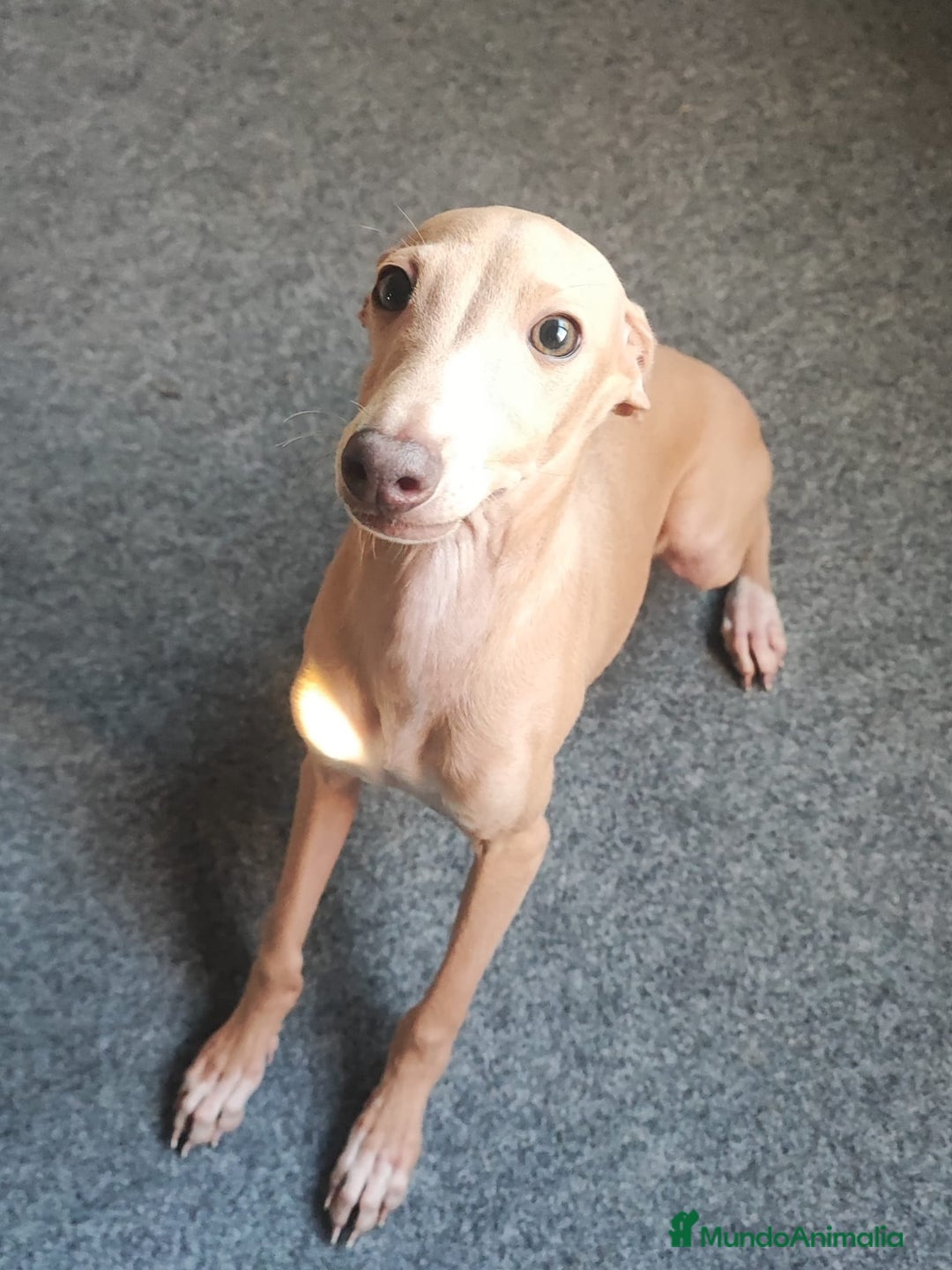 Pequeño Lebrel Italiano perros en venta: GALGO ITALIANO macho - Anuncio 5