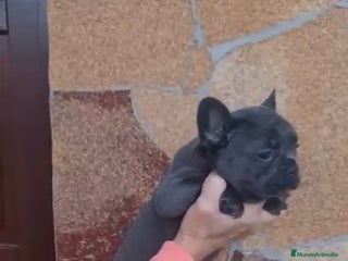 Bulldog Francés perros - Anuncio 4