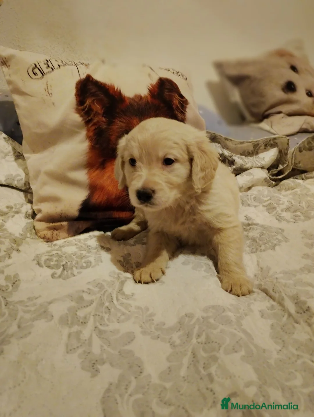 Golden Retriever perros en venta: Golden Retriever  - Anuncio 5
