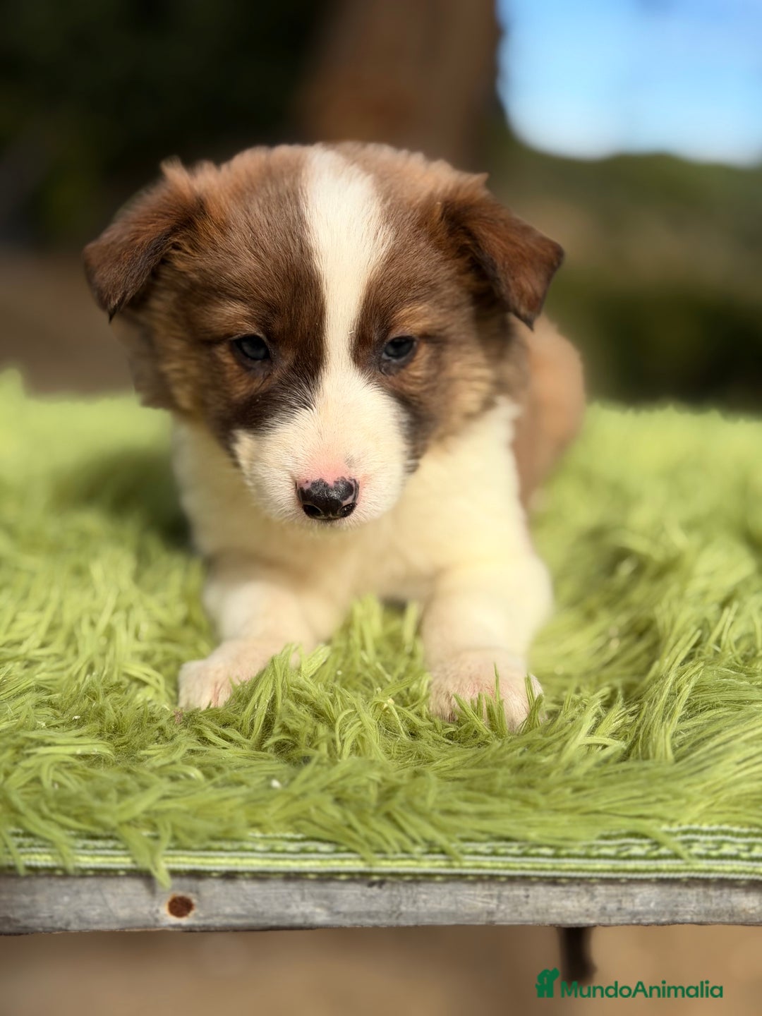 Border Collie perros en venta: Border marrón y blanco  - Anuncio 6