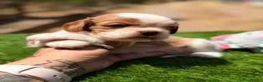 Cavalier King Charles Spaniel 1