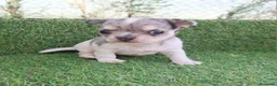 Chihuahua perros en venta: CHIHUAHUAS - Anuncio 3