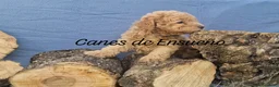 Caniche Toy perros en venta: Caniche apricot enano/toy - Anuncio 3