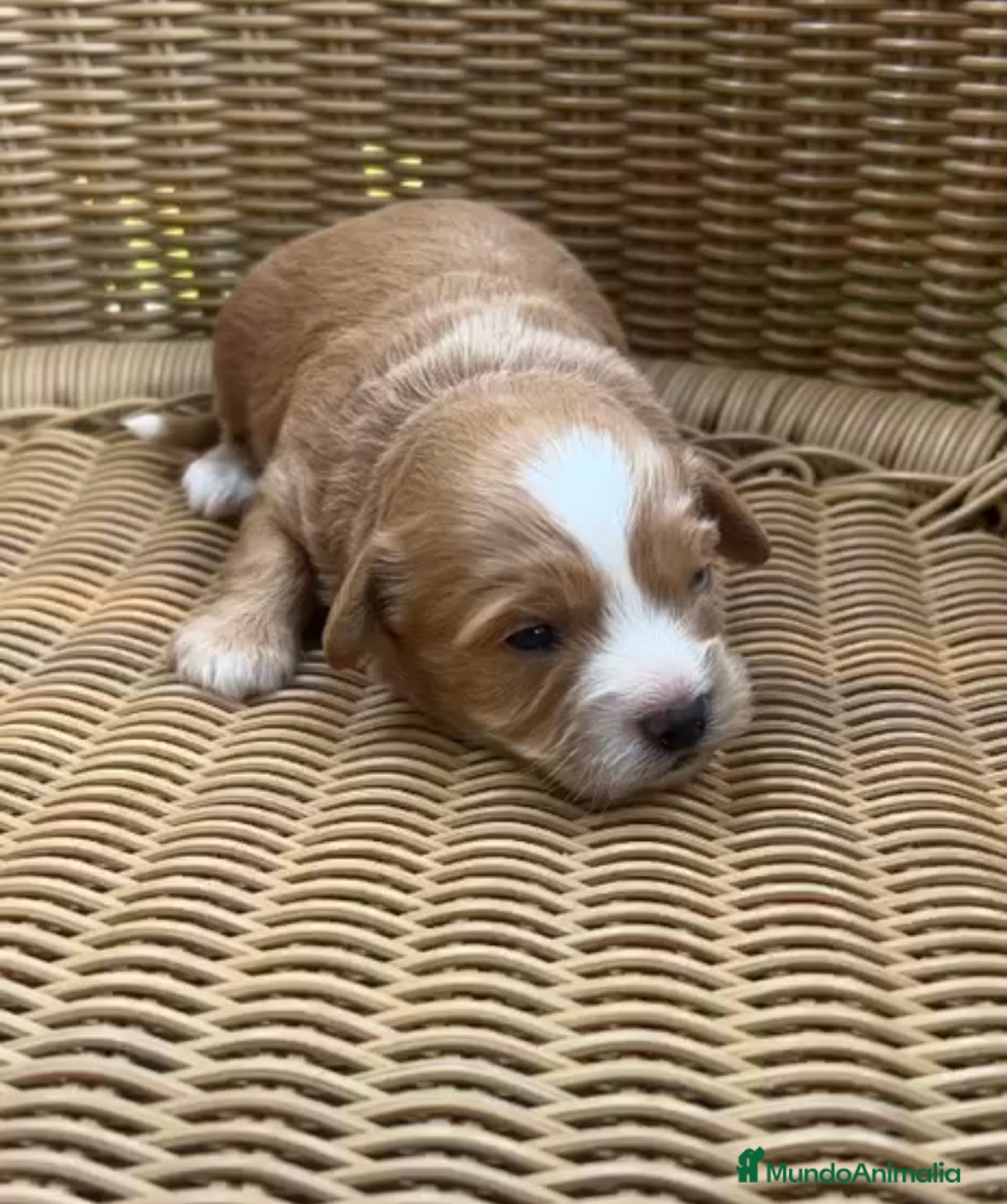 Maltipoo perros Venta de maltipoo toy nacionales - Anuncio 1