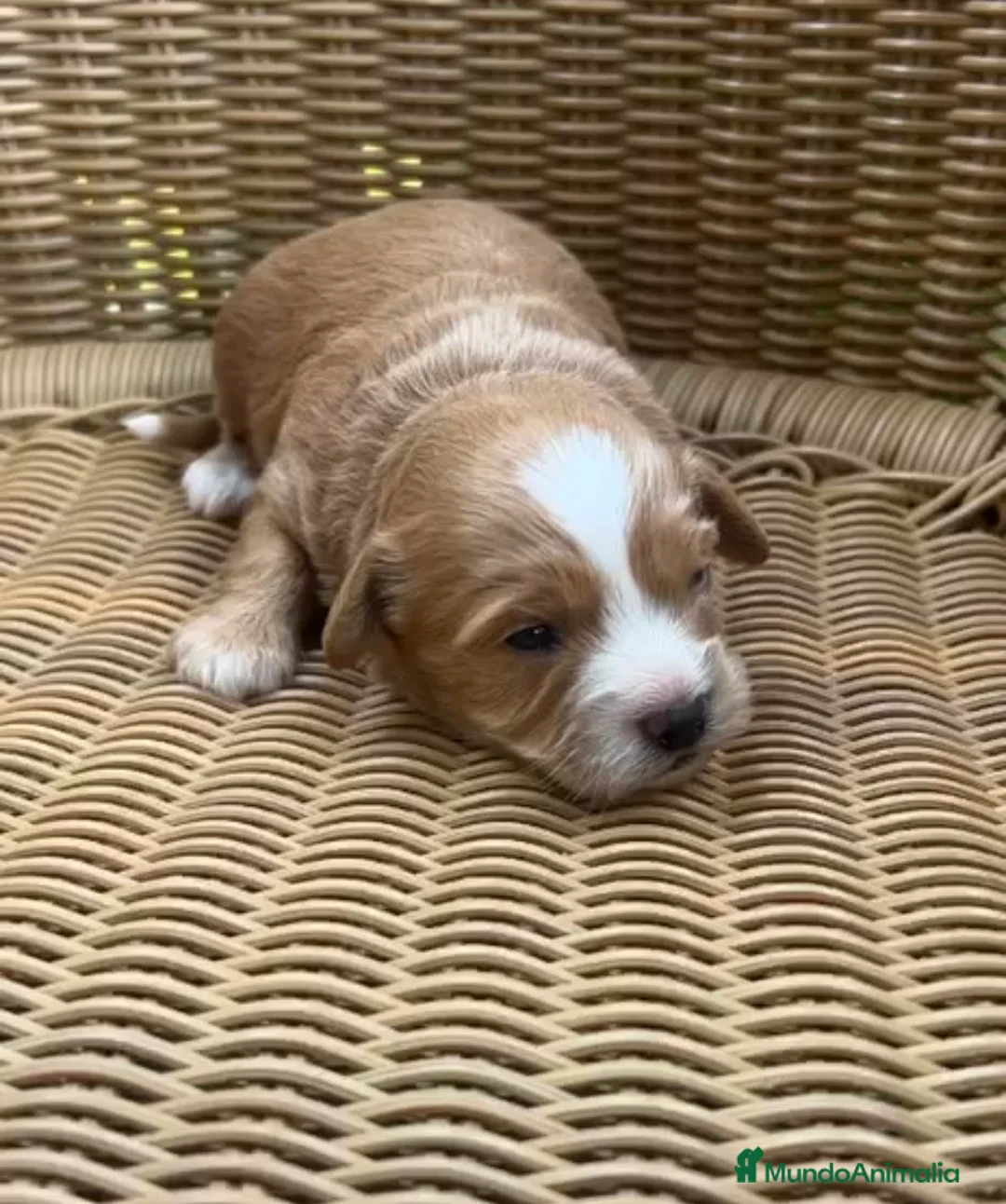 Maltipoo perros en venta: Venta de maltipoo toy nacionales - Anuncio 1