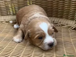 Maltipoo perros Venta de maltipoo toy nacionales - Anuncio 1