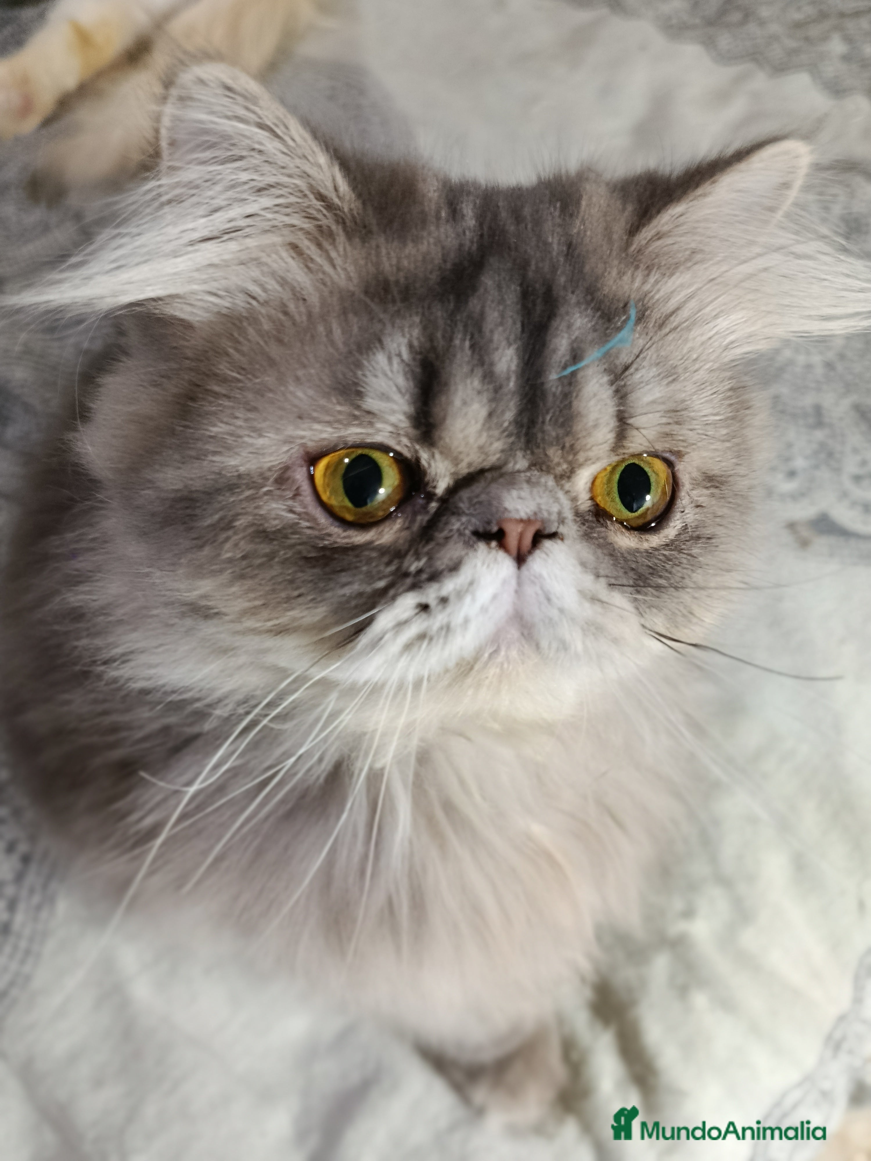 Persa gatos CACHORRO PERSA COLOR SMOKE - Anuncio 5