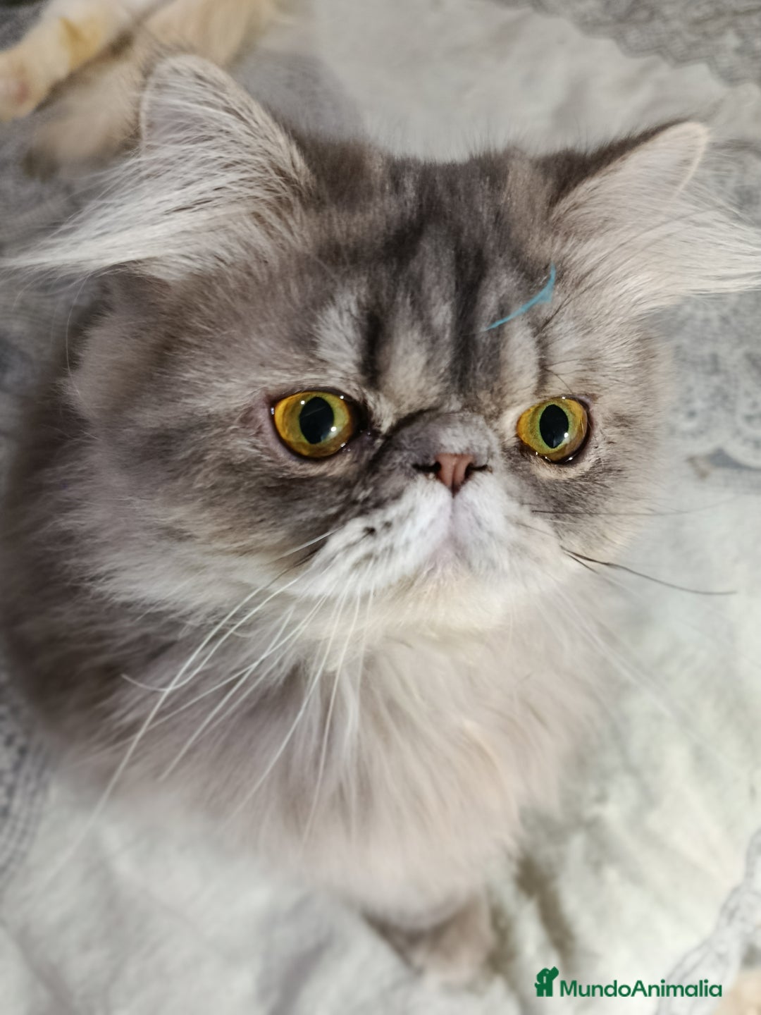 Persa gatos en venta: CACHORRO PERSA COLOR SMOKE - Anuncio 1