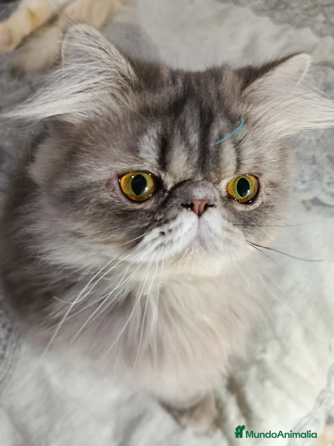 Persa gatos en venta: CACHORRO PERSA COLOR SMOKE - Anuncio 1