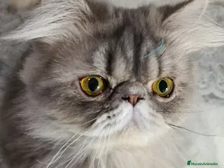 Persa gatos CACHORRO PERSA COLOR SMOKE - Anuncio 2