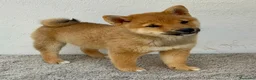 Shiba Inu perros en venta: Shiba Inu Hembra - Anuncio 4