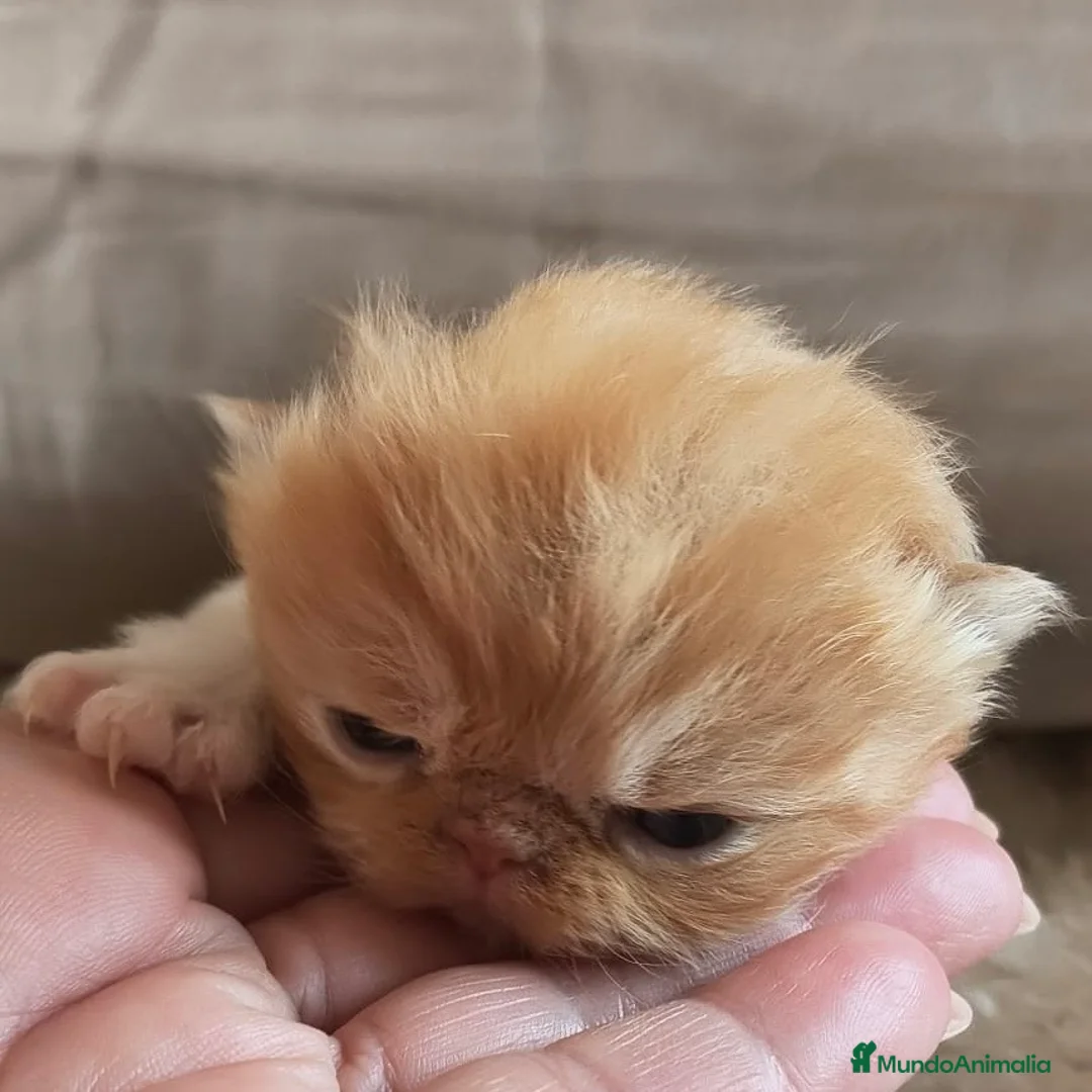 Persa gatos en venta: Persa Doll Face  - Anuncio 2