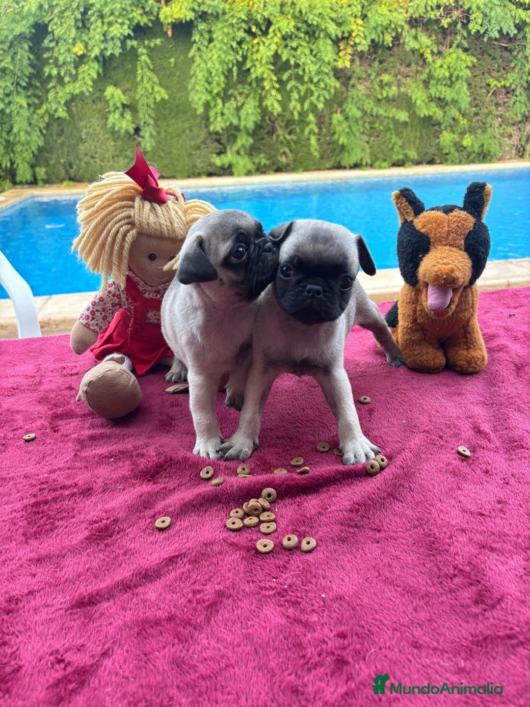 Carlino - Pug perros en venta: Carlino pug - Imagen 3