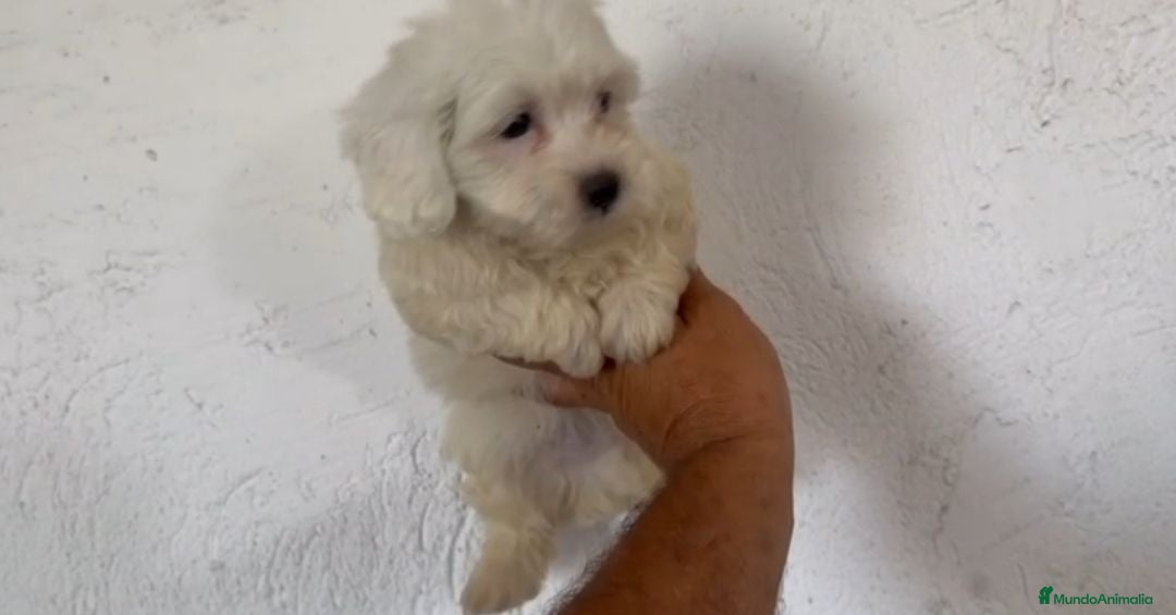 Bichón Maltés perros Cachorros de Bichón maltés  - Anuncio 2