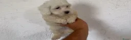 Bichón Maltés perros en venta: Cachorros de Bichón maltés  - Anuncio 1
