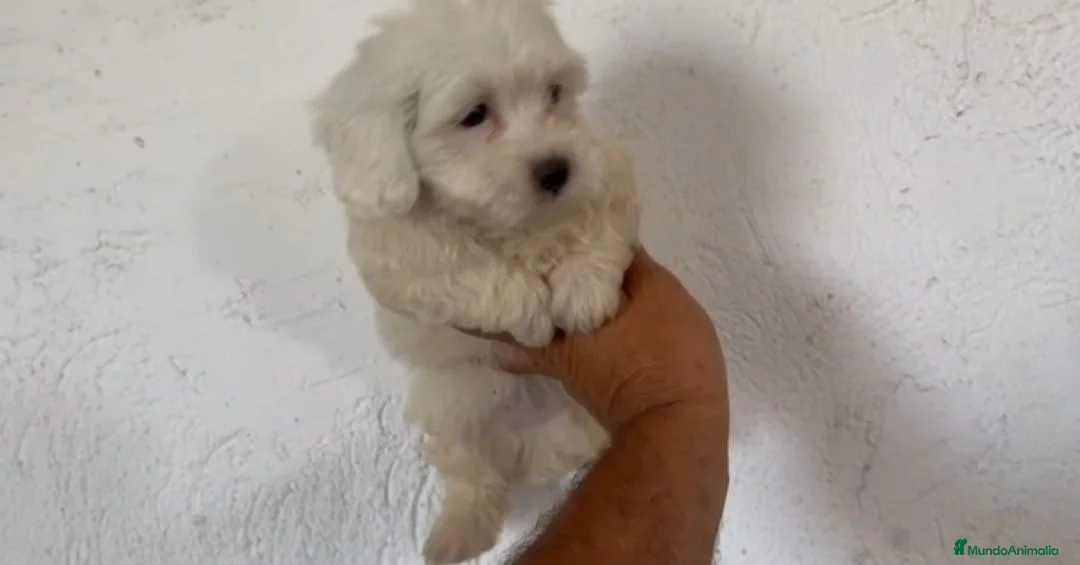 Bichón Maltés perros en venta: Cachorros de Bichón maltés  - Anuncio 1