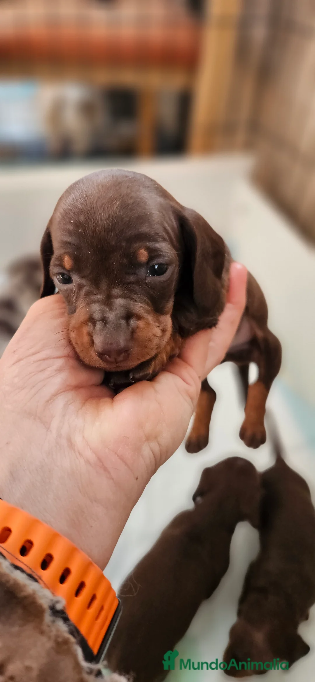 Teckel perros en venta: Teckel miniatura  - Anuncio 5