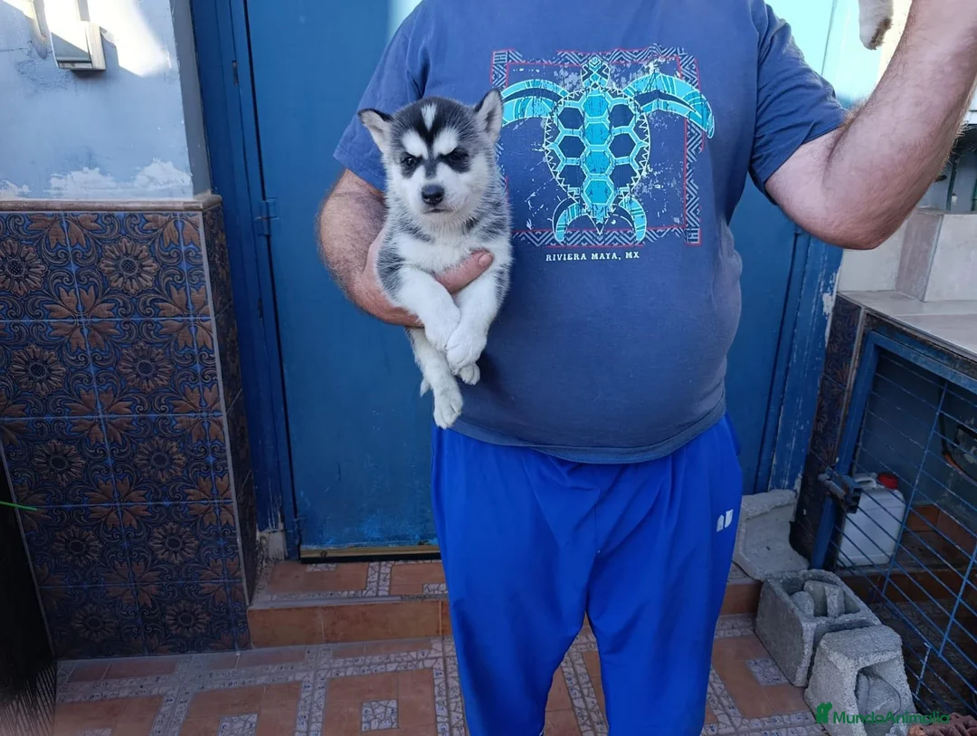 Husky Siberiano perros en venta: Husky siberiano cachorros - Anuncio 4