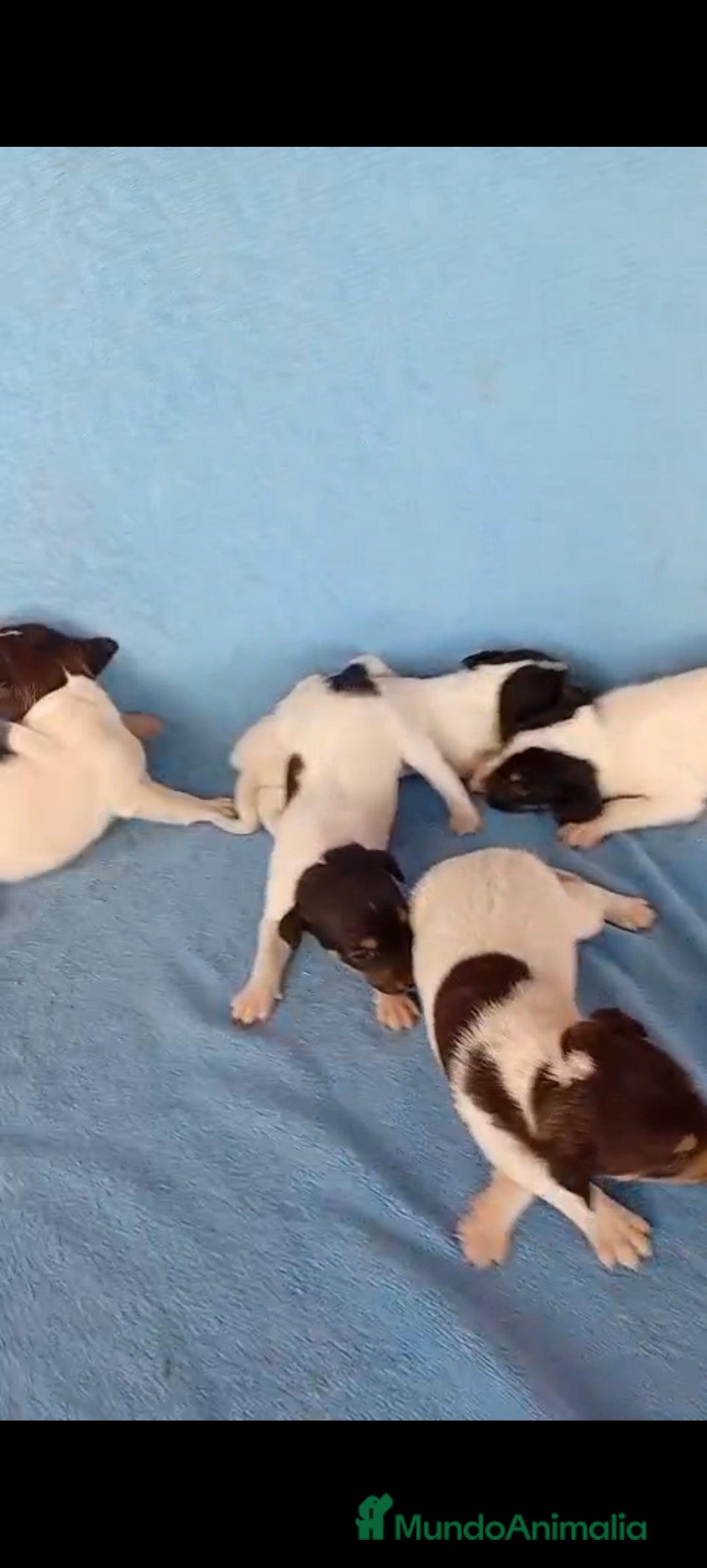 Ratonero Bodeguero Andaluz perros en venta: Bodeguero  - Imagen 3