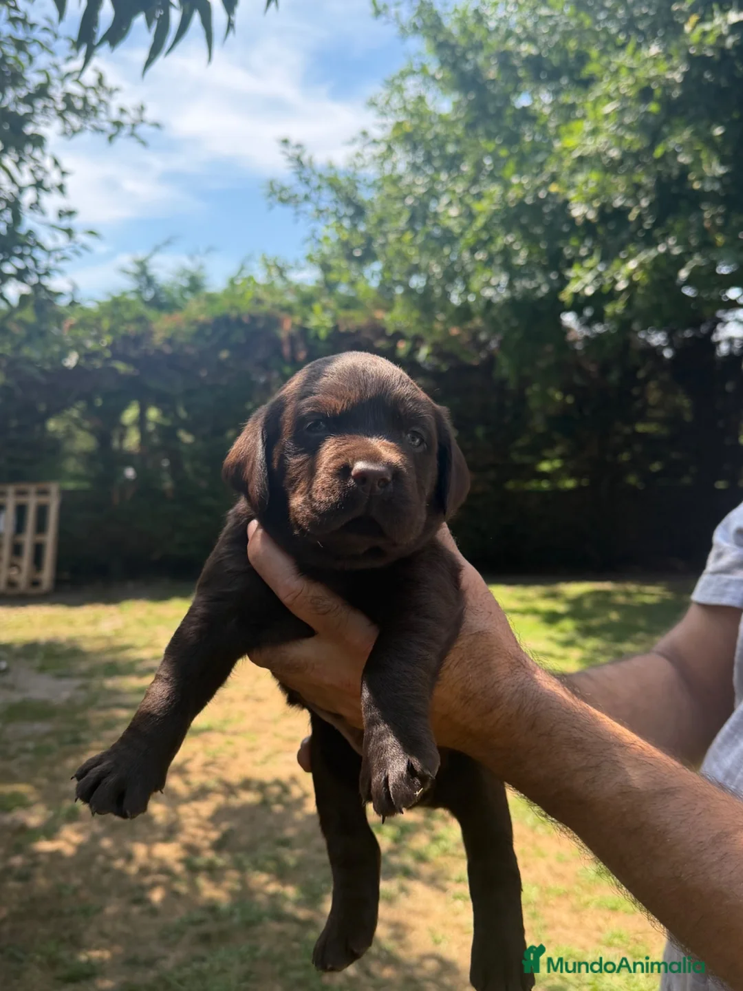 Labrador Retriever perros en venta: Cachorros Labrador Retriever  - Anuncio 2