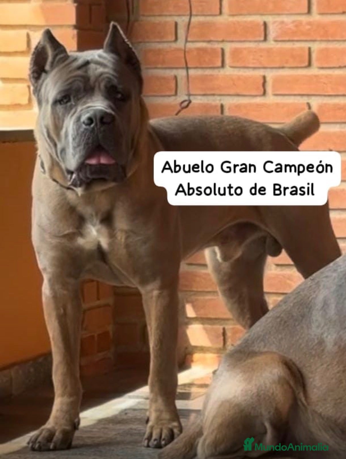 Cane Corso perros Cane corso nietos de campeones - Anuncio 1