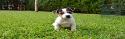 Jack Russell Terrier perros en venta: JACK RUSSELL - Anuncio 2